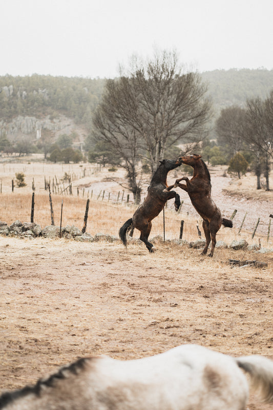 Un Estilo De Vida Con: Paseos A Caballo Vaquero